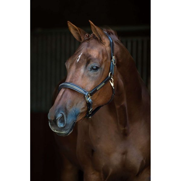 HB Showtime Halster Horse Name Leer Zwart Online now